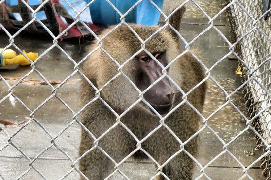 Suncoast Primate Sanctuary Foundation